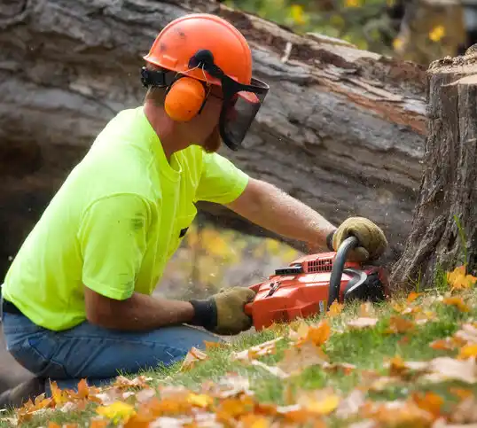 tree services Santo Domingo Pueblo